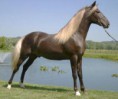 /album/fotogaleria/rocky-mountain-pony-jpg/